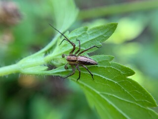 Macro shot of a spider waiting for its prey