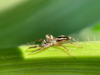 Macro shot of a spider waiting for its prey