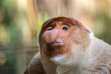 Naklejka premium Close-up of a bekatan / Probocius monkey