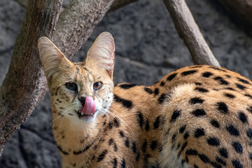 Close-up portrait of a Serval cat
