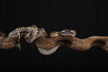 Python with a beautiful skin pattern coiled on the tree branch