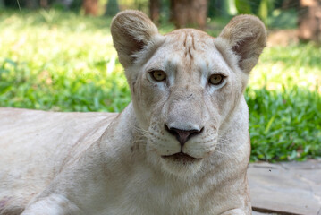 Obraz premium Close-up of an African lioness