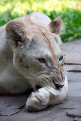 Close-up of an African lioness
