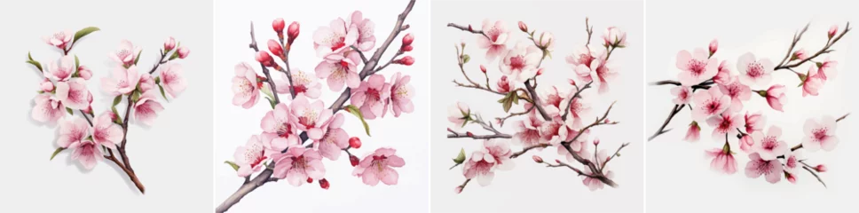 Fotobehang painting japan Japanese watercolor growth petal drawing botanical march Chinese © shabanashoukat49
