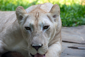Close-up of an African lioness