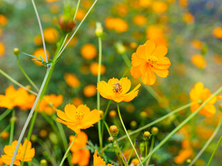 たくさん咲いてる黄花コスモス