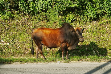 Water Buffalo in Sapa, Vietnam - ベトナム サパ ベトナム