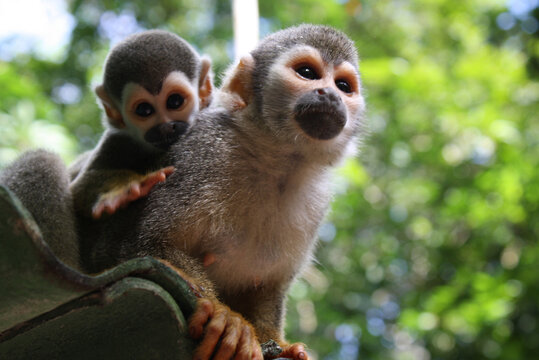 Macaco de cheiro - Amazonas - Brasil