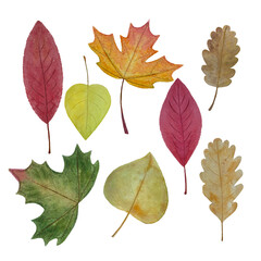 Watercolor texture autumn leaves set hand painted