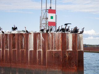 Cormorants at the Wood Islands harbour entrance in Prince Edward Island