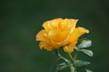 yellow rose flower