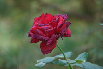 single red rose