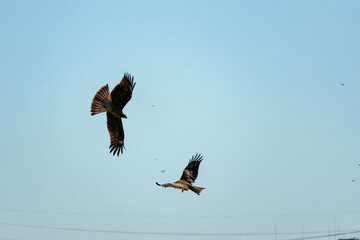 獲物を狙って低空を飛行するトンビ