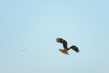 獲物を狙って低空を飛行するトンビ