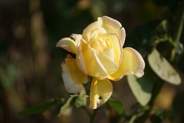 Yellow roses in autumn on a city street