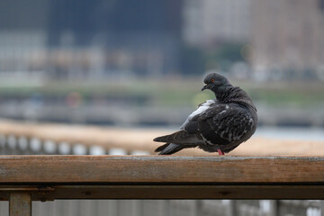 pigeon on the pier