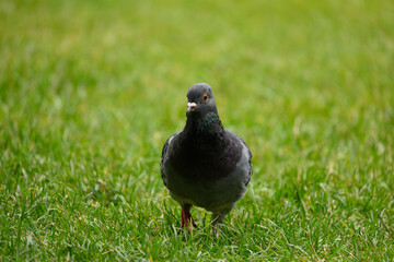 pigeon on grass