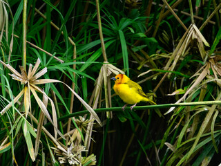  Taveta Golden-Weaver perched on reeds