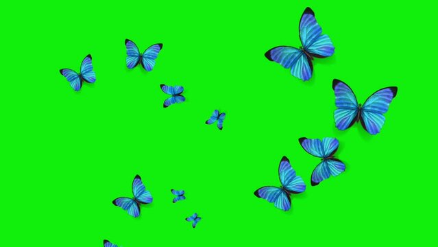 Colorful Butterfly Flying On Green Screen Matte Background Animation Stock Footage. 3D Butterfly Stock Videos.