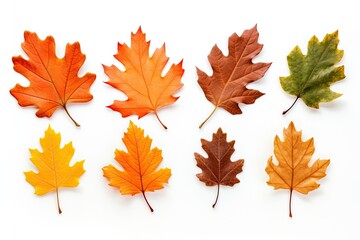a group of autumn oak leaves of different colors isolated on white background