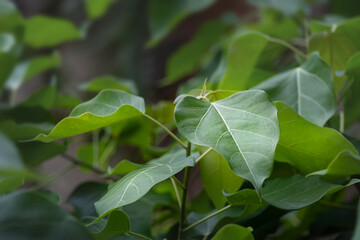 Branch with fresh leaves from a tree outdoor
