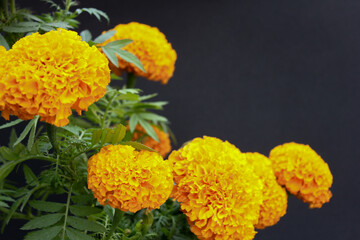 Mexican typical flower for dia de los muertos celebration cempasuchil