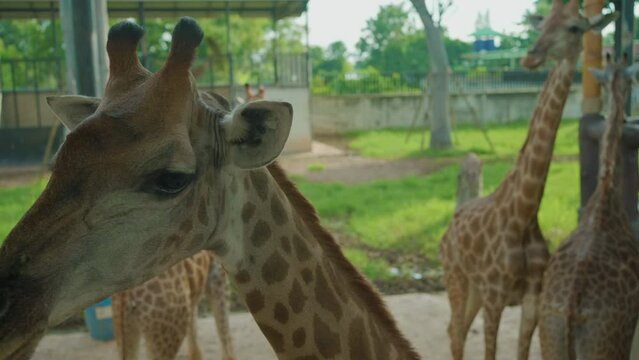 Giraffe walking around find food in open zoo tropical animal