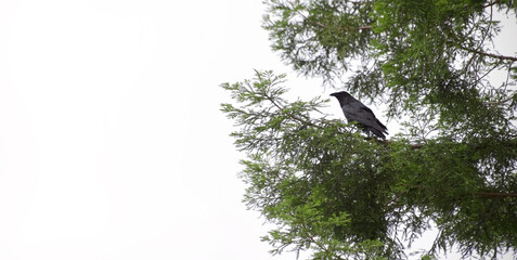 wild raven perched on an evergreen branch with white background copyspace- california bird DSC_7735...