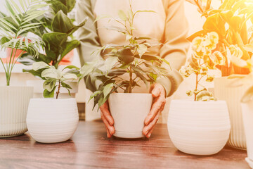Home gardening, hobby, freelancing, cozy workplace. Grandmother gardener housewife in an apron holds a pot of Chamaedorea elegans in her hands