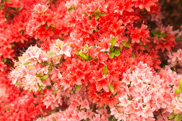満開の赤とピンクのツツジ