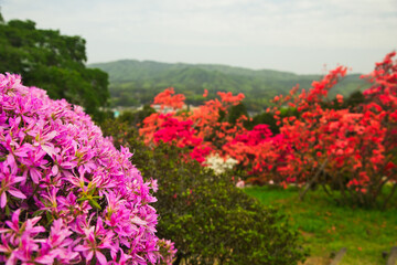 山に咲くツツジ