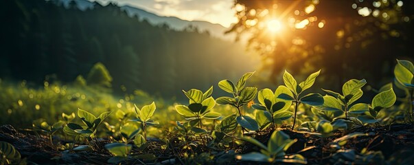 green forest trees with sun ray background, Generative AI