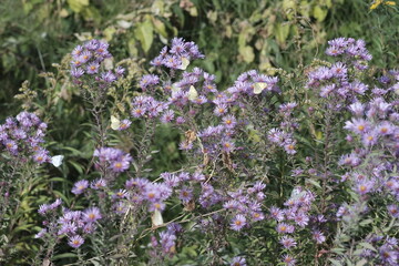 Green Butterfly and Purple Amethyst Aster
