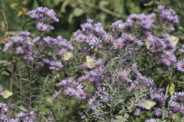Green Butterfly and Purple Amethyst Aster