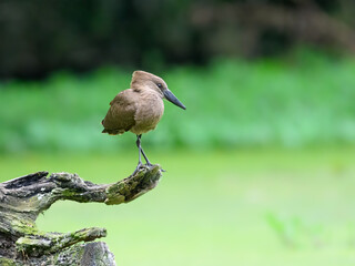 Hamerkop standing on log and fishing on green pond, portrait 