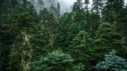 Beautiful forest landscape in Sichuan,China - obrazy, fototapety, plakaty