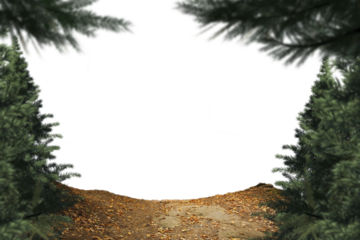 Digital png illustration of forest landscape with copy space on transparent background