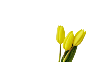 Digital png illustration of yellow tulips on transparent background