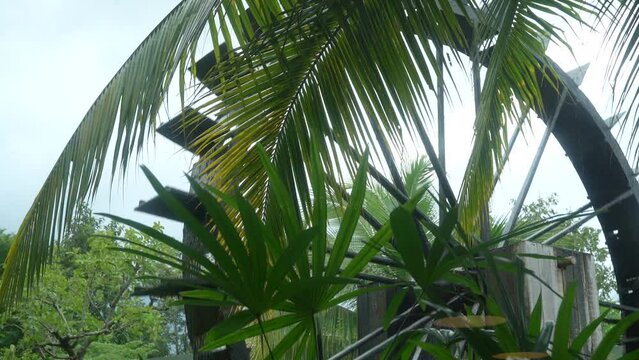 Coconut shoots Plant seeds at farm garden.