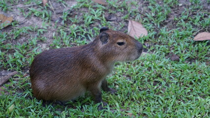 Naklejka na ściany i meble Cute animal capybara big mouse