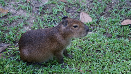 Naklejka na ściany i meble Cute animal capybara big mouse