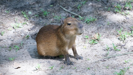 Cute animal capybara big mouse