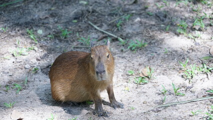 Cute animal capybara big mouse
