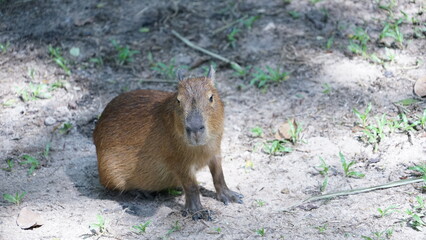 Capybara sunbathing on the grass