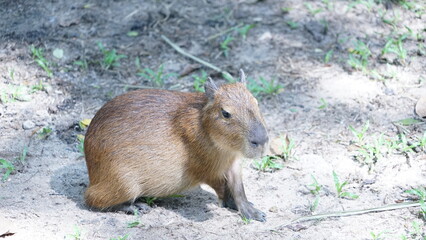 Brown capybara sitting in the sun