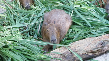 Cute animal capybara big mouse