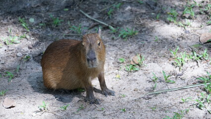 Capybara sunbathing on the grass