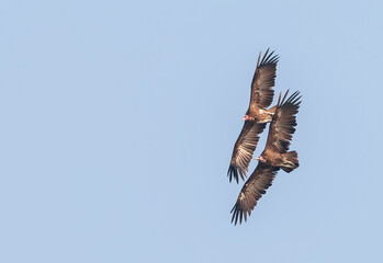 Fototapeta premium Hooded Vulture, Necrosyrtes monachus