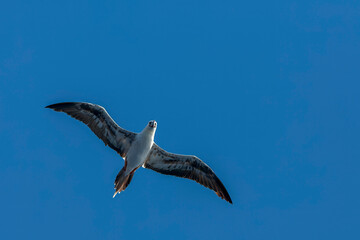 Red-footed booby, Sula sula sula