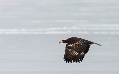 Steller's Sea Eagle, Haliaeetus pelagicus